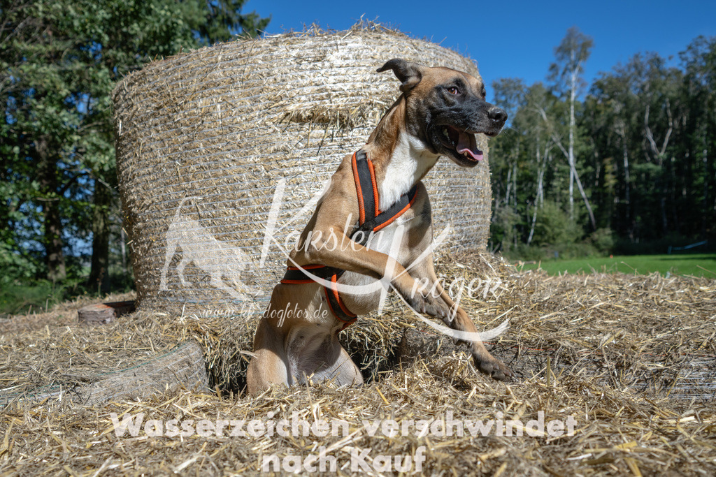 1232_ZZ91501-2 | kk-dogfotos