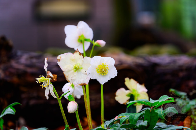 _DSC4321 | Shop für Prints Landschaftsfotografie Sächsische Schweiz Naturfotografie in Thüringen Fotos vom Findlingspark Nochten Kloster Sankt Marienstern Bilder Festung Königstein PanoramaRhododendronpark Kromlau FotogalerSchleswig-Holstein Küstenlandschaften