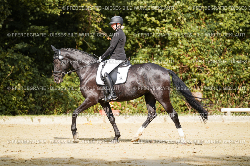 DSC02345 | Pferdegrafie