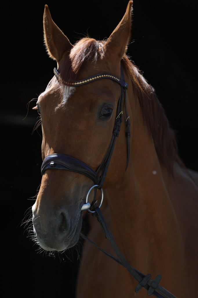0P6A8940 | Willkommen bei Brunnmayr - Design & Fotografie – Ihrem Spezialisten für Reitturniere und Pferdeveranstaltungen in Oberösterreich, Salzburg und Bayern! Seit über 17 Jahren sind wir leidenschaftlich dabei.