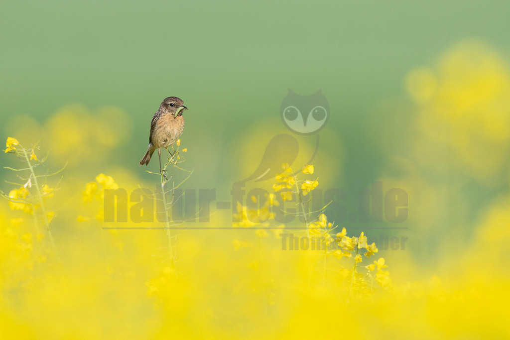 R6M38621_20260508 | Ein weibliches Schwarzkehlchen (Saxicola rubicola) sitzt auf einem Pflanzenstängel in einem leuchtend gelben Rapsfeld. Das Gefieder des Vogels ist überwiegend braun mit helleren Unterseiten. Es hält eine grüne Raupe im Schnabel, was auf die Jagd nach Nahrung oder die Fütterung von Jungtieren hindeutet. Der Hintergrund ist unscharf und zeigt eine sanfte grüne Fläche. - Realisiert mit Pictrs.com