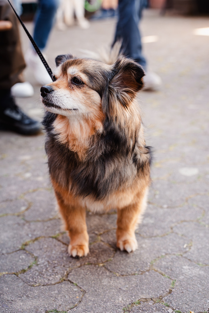 20260426-126 | MuT (Mensch und Tier) mit Mona - Fotografie und Tierkommunikation - Realisiert mit Pictrs.com