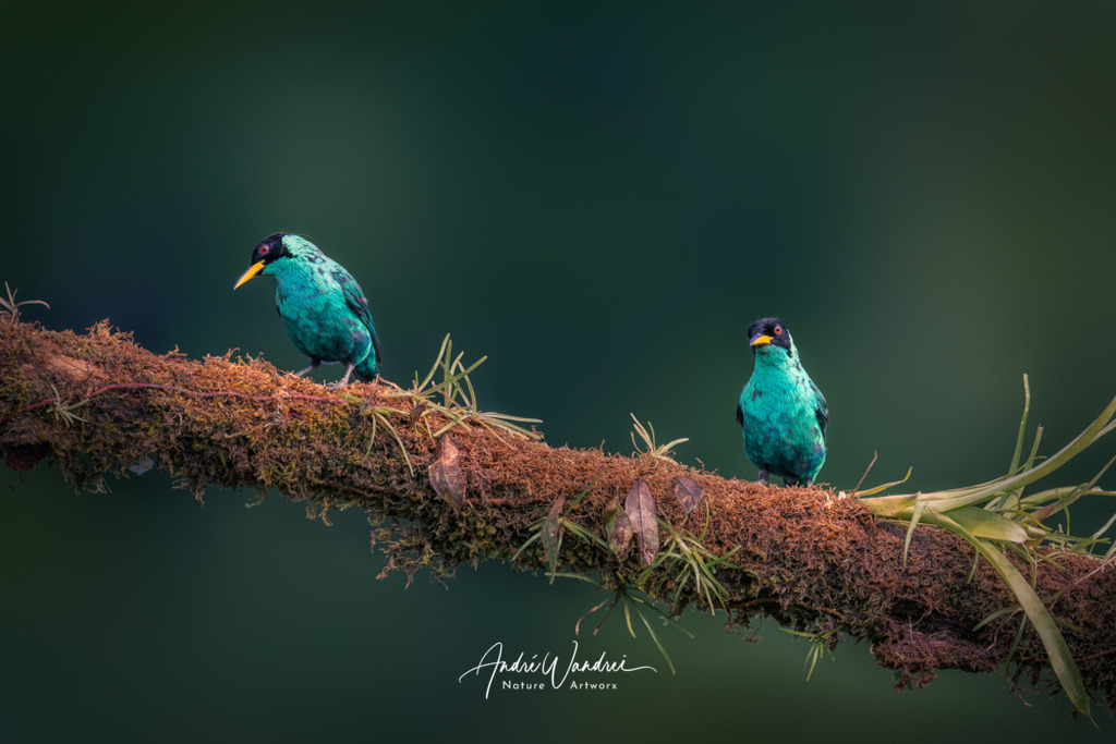 Neugierige Blicke | Andre Wandrei - Nature Artworx - Realisiert mit Pictrs.com