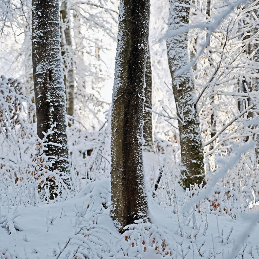 Geba260111-Winterwald09q | lucisnaturbilder - Realisiert mit Pictrs.com