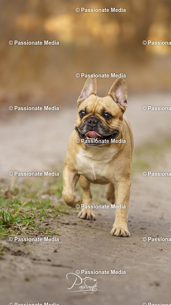 DSC09669 | Passionate Media, dein Fotograf aus Brandenburg, Märkisch Oderland, im Bereich Motorsport, Autos und Motorräder sowie Events und auch Hunde. Shootings oder auch Eventbegleitungen können bei mir gebucht we