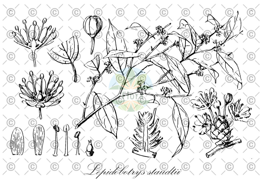 HistAbb_wfo-0000226087_2_ENZY_Simple | Historische Abbildung von Lepidobotrys staudtii - Lepidobotryaceae | Historical Illustration of Lepidobotrys staudtii - Lepidobotryaceae