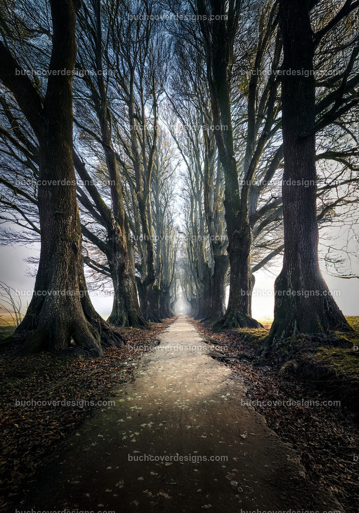 Baumen weg Corridor  (2) | Entdecken Sie kreative Buch Cover Designs für Self-Publishing-Autoren und Verlage! Unsere maßgeschneiderten Designs ziehen Leser an und bringen Ihre Geschichten visuell zum Leben. Lassen Sie uns Ihr perfektes Cover gestalten!