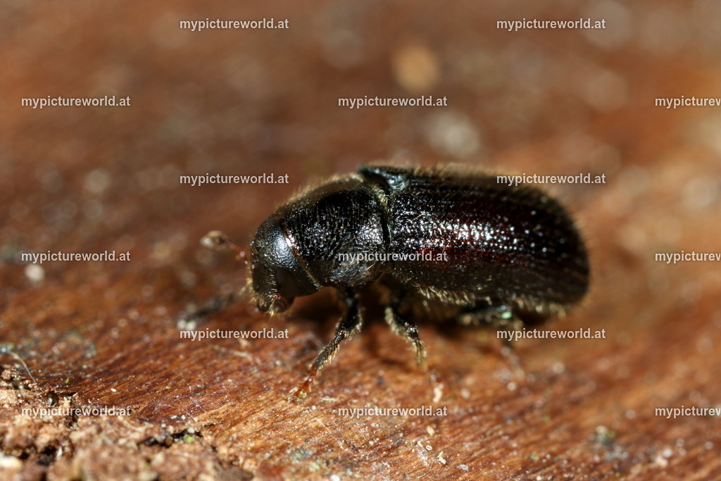 Tomicus piniperda-002 | Das Bilderarchiv über Tiere, Planzen und Landschaften. In der Bilddatenbank finden Sie ein große Auswahl an hochwertigen Bilder für Ihre Werbung - Realisiert mit Pictrs.com