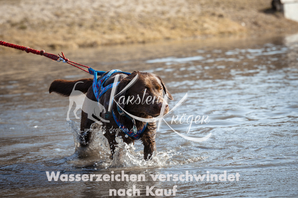 1126_ZZ94411 | kk-dogfotos
