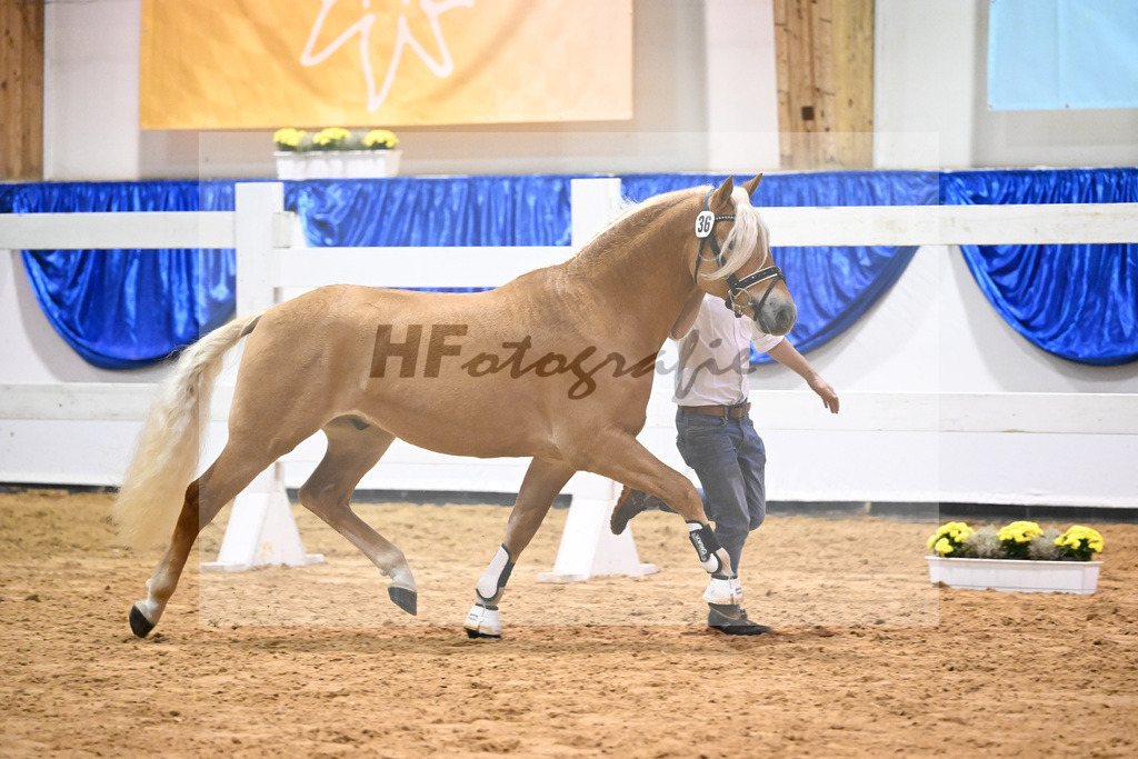 Kat-Nr. 36 nn v. Ansgar_Port_60220577 | hf-fotografie - Realisiert mit Pictrs.com