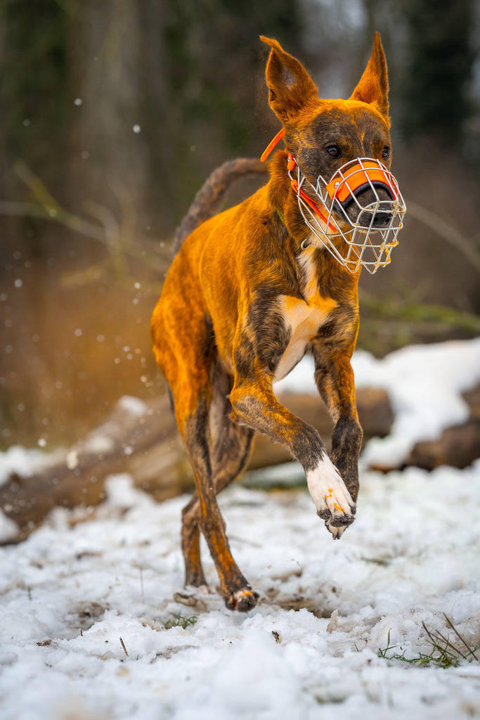 allesWIRTHgut Tierfotografie - 7IV09421 | Professionelle Tierfotografie in Mönchengladbach von Daniel Wirth (allesWIRTHgut). Liebevolle & natürliche Bilder von Hunden & Katzen für unvergessliche Erinnerungen.