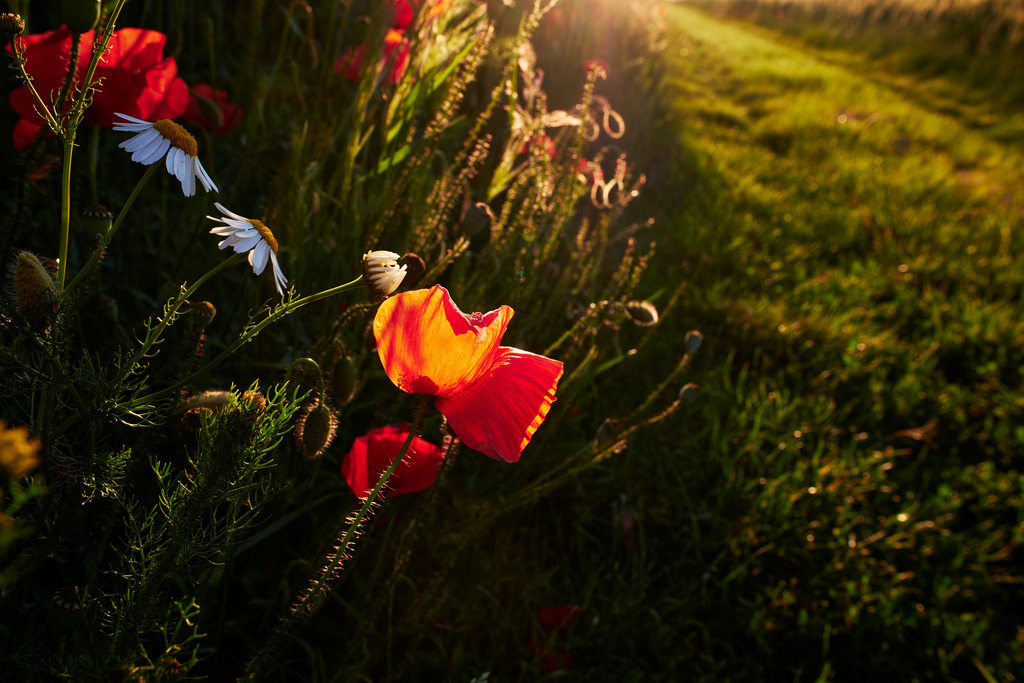 Wegrand am Getreidefeld mit Mohnblumen und echter Kamille | Pfösing, Austria - June 06, 2020: Wegrand am Getreidefeld mit Mohnblumen und echter Kamille. - Realisiert mit Pictrs.com