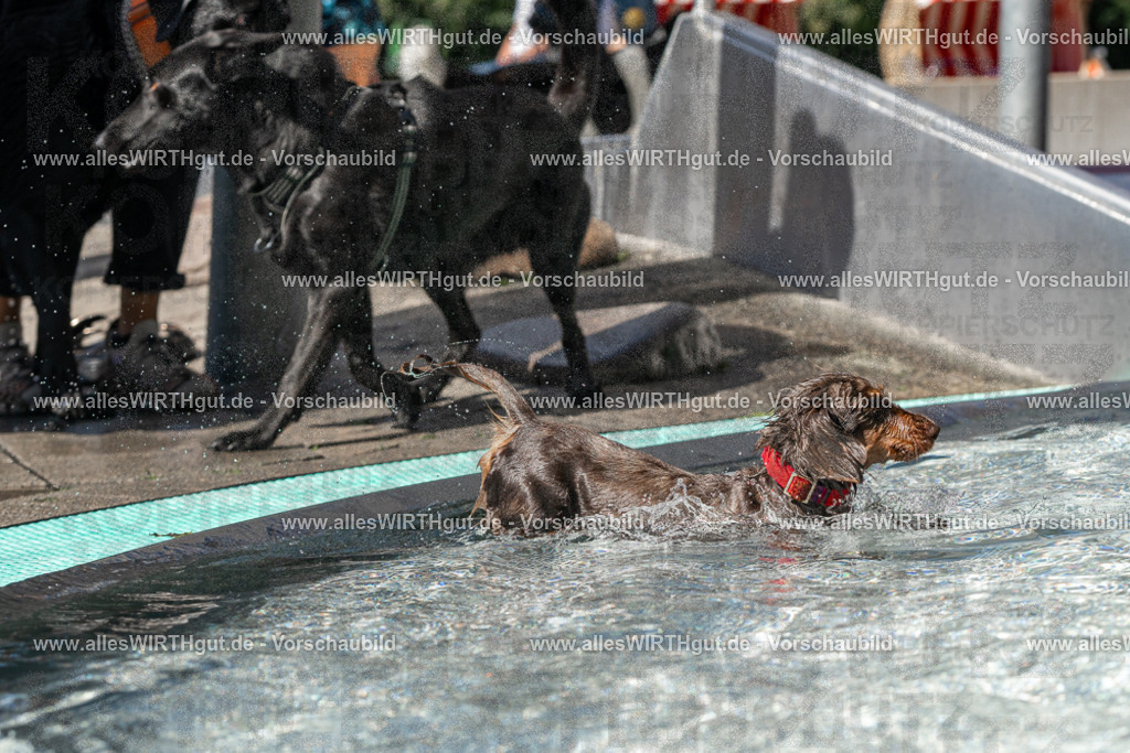 Hundeschwimmen_Volksbad_2026-allesWIRTHgut_Tierfotografie-2609061333-FAY06776 | Professionelle Tierfotografie in Mönchengladbach von Daniel Wirth (allesWIRTHgut). Liebevolle & natürliche Bilder von Hunden & Katzen für unvergessliche Erinnerungen.