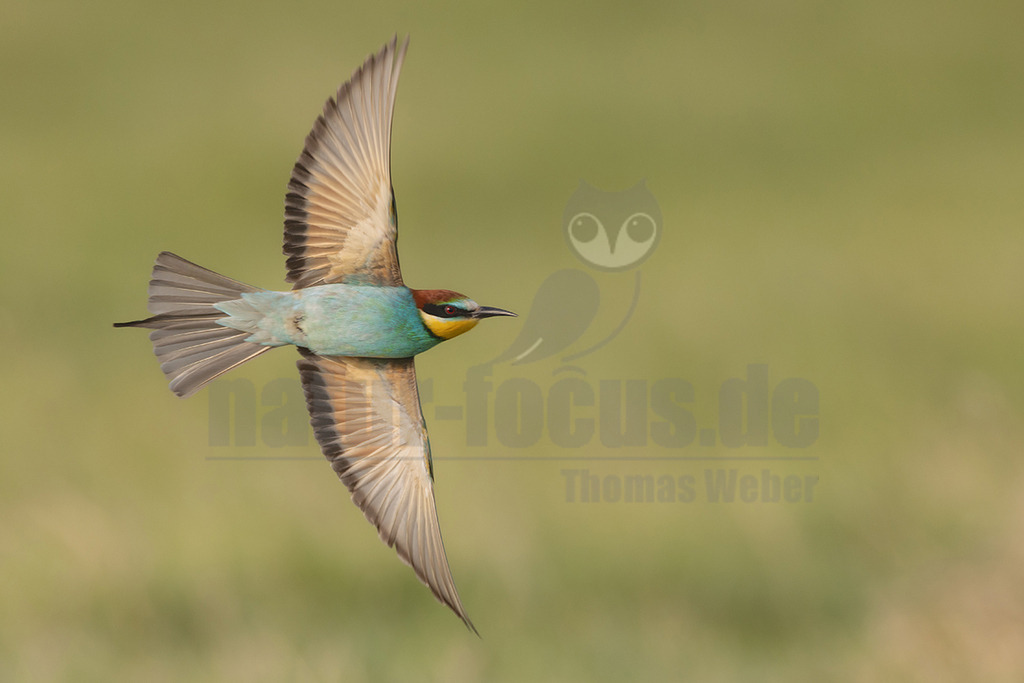 R5M20078_20260521 | Ein farbenprächtiger Bienenfresser (Merops apiaster) ist im Flug festgehalten, seine Flügel sind weit ausgebreitet. Der Vogel zeigt sein charakteristisches Gefieder mit blau-grünem Körper, gelber Kehle, rotbraunem Scheitel und einem schwarzen Augenstreif. Der Hintergrund ist unscharf und grün, was den Vogel hervorhebt. Es ist keine spezifische Interaktion zu erkennen, der Vogel ist einfach in der Luft. - Realisiert mit Pictrs.com