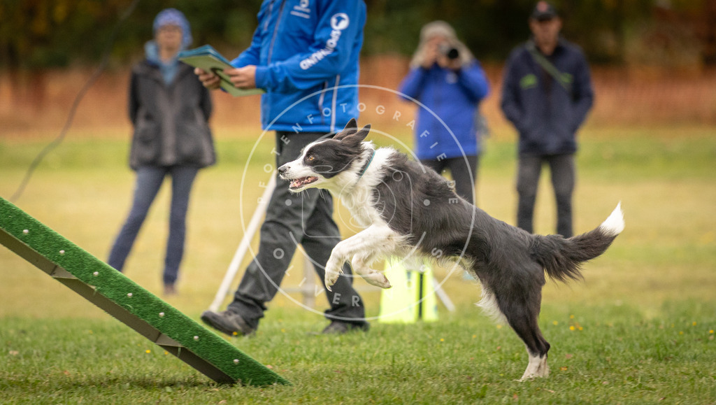 Pfotenfotografie_DV3A6489 | Hundefotografie, Tierfotograf, Pfotenfotografie, Fotoshooting Hund, Hunde Portrait, Hundesport, Hundeportraits, Heideshooting, Hunde, Sportfotograf, Hundefotograf, Turnierhundsport, THS,  - Realisiert mit Pictrs.com