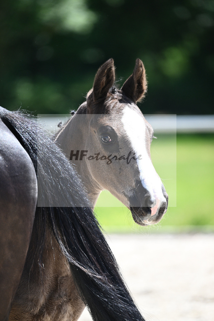 Kat-Nr. 7 HF Ellis_Kloessinger_16230710 | hf-fotografie - Realisiert mit Pictrs.com
