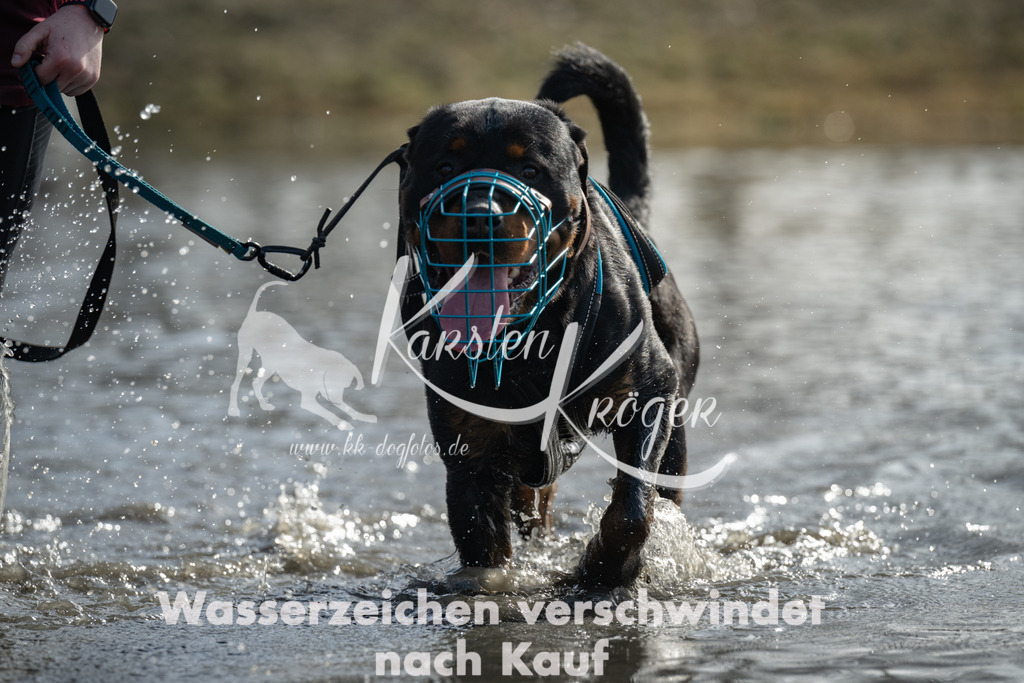 1140_ZZ95644-3 | kk-dogfotos