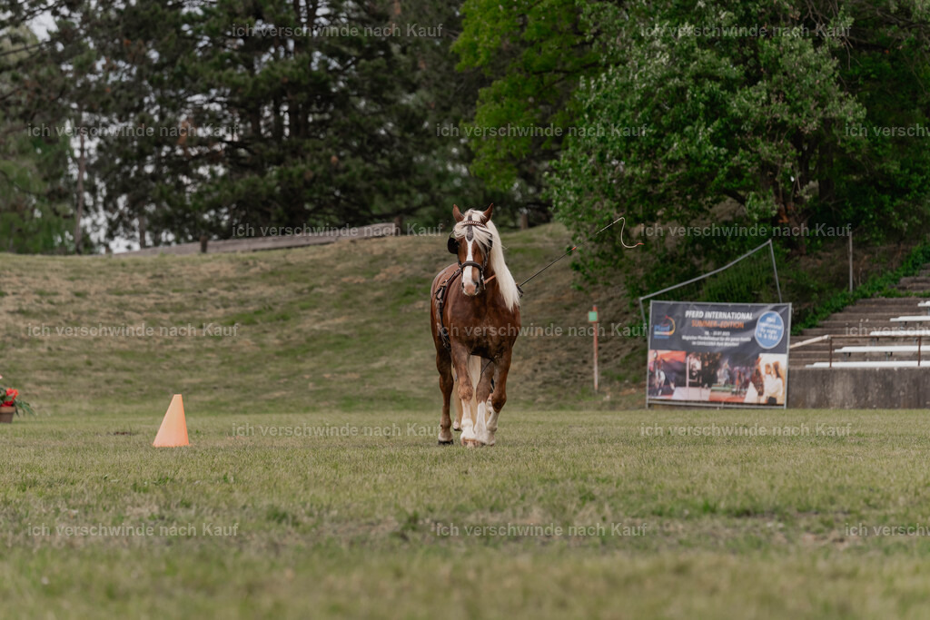 Showprogramm-365 | working equitationturnier fotograf videograf stoibphotography marixx film working equitation deutschland reitsport turnierfotografie eventfotografie equestrian events