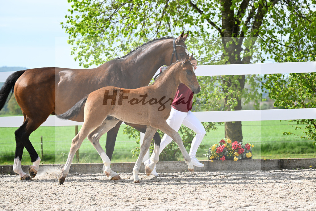 Kat-Nr. 811 HF v. Grey Tonic x Sir Donnerhall I_Rieder_23260203 | hf-fotografie - Realisiert mit Pictrs.com