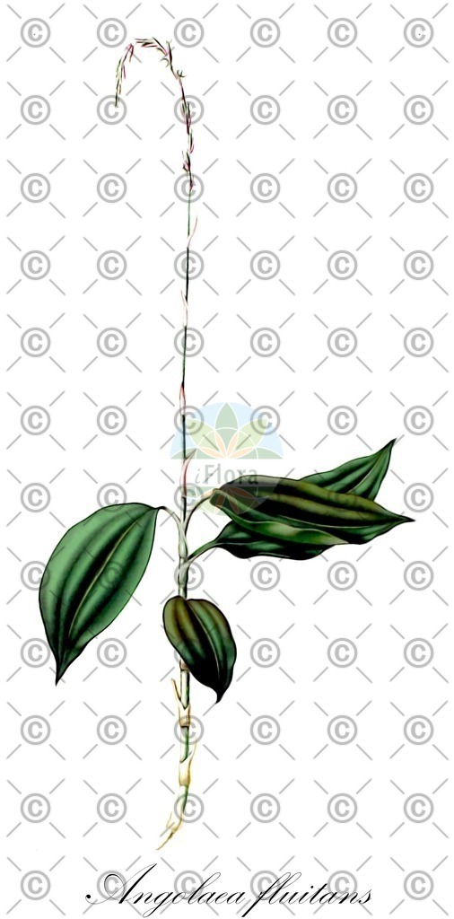 HistAbb_wfo-0000536542_36_ENZY_Simple | Historische Abbildung von Angolaea fluitans - Podostemaceae | Historical Illustration of Angolaea fluitans - Podostemaceae