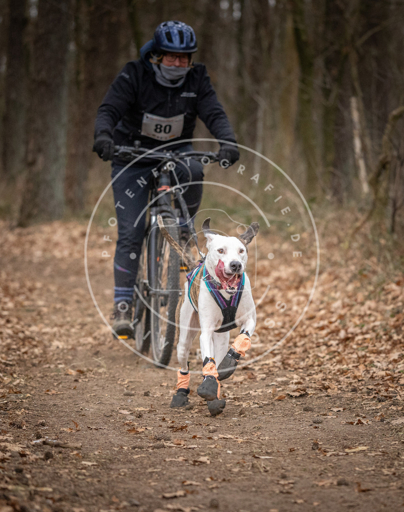 Pfotenfotografie_DV3A5674 | Hundefotografie, Tierfotograf, Pfotenfotografie, Fotoshooting Hund, Hunde Portrait, Hundesport, Hundeportraits, Heideshooting, Hunde, Sportfotograf, Hundefotograf, Turnierhundsport, THS,  - Realisiert mit Pictrs.com