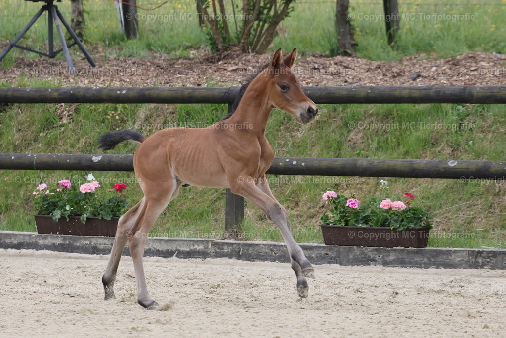 TrakFohlenschHennef17052025MC3H5A7055B | Pferdefotos online bestellen - Realisiert mit Pictrs.com