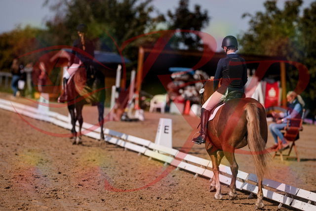 2026_10_03_Siefer-Hof_120005_Z81_01372278 | Professionelle Reitsport-, Turnier- und Eventfotografie von Robert Broda. Galerien mit ausgewählten und bearbeiteten Bildern direkt online ansehen und bestellen.