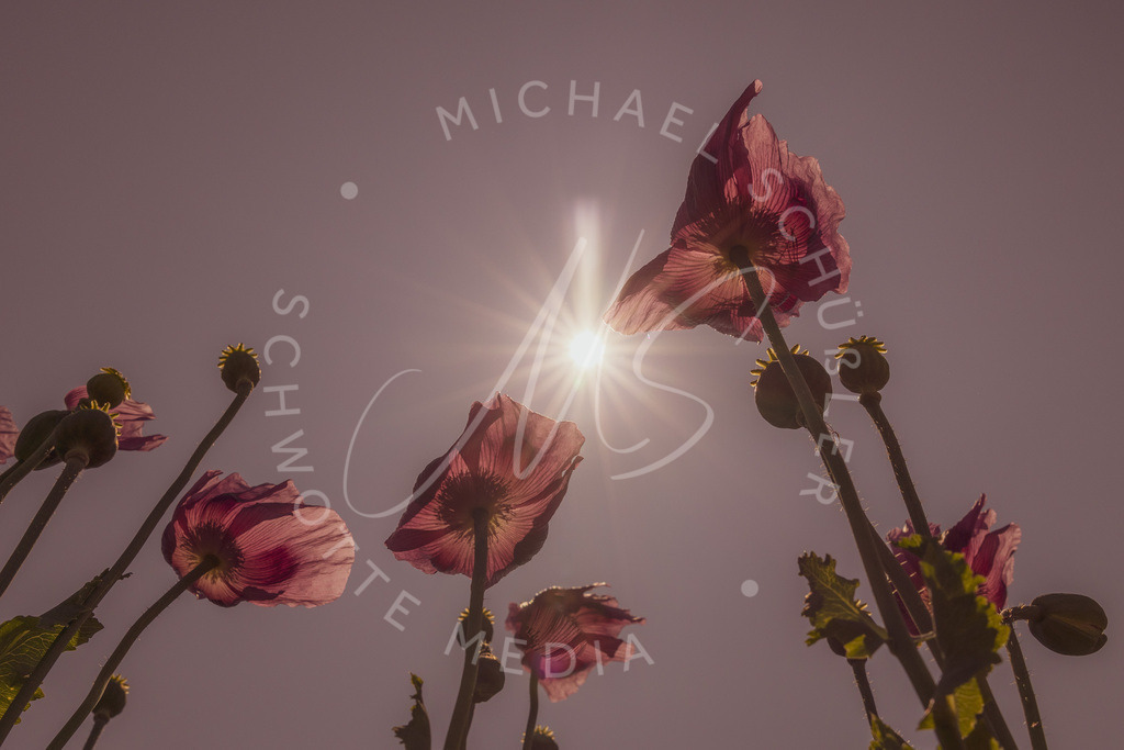 2023-05-29 Pink Poppies Erlenbach Oelmuehle - 110 | Schwotte Media - Realisiert mit Pictrs.com