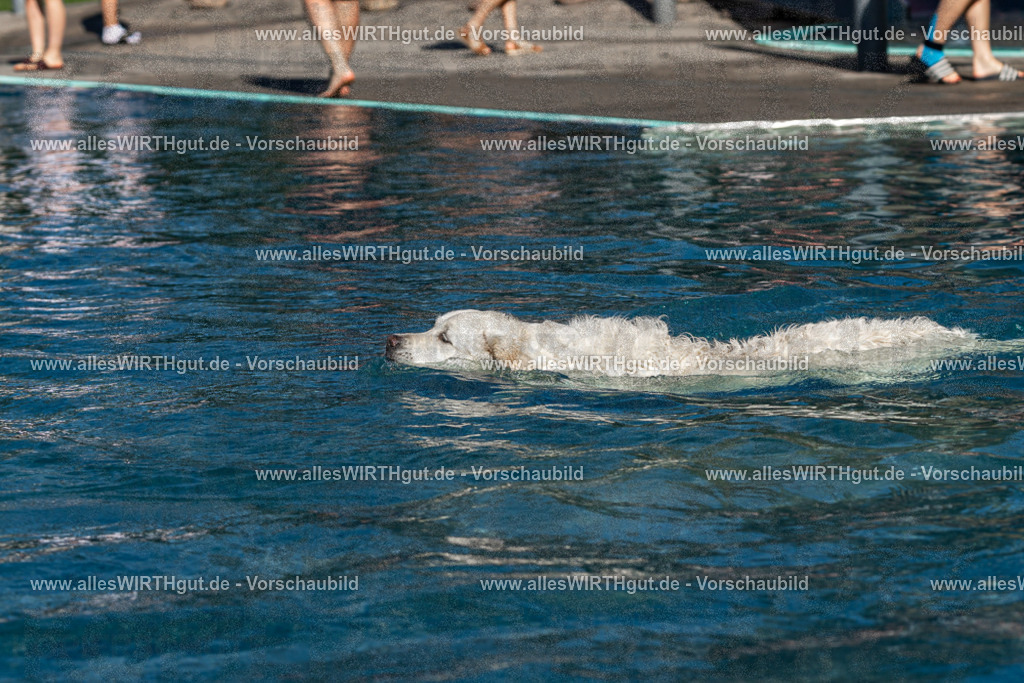 Hundeschwimmen_Volksbad_2026-allesWIRTHgut_Tierfotografie-2609061102-FAY06106 | Professionelle Tierfotografie in Mönchengladbach von Daniel Wirth (allesWIRTHgut). Liebevolle & natürliche Bilder von Hunden & Katzen für unvergessliche Erinnerungen.