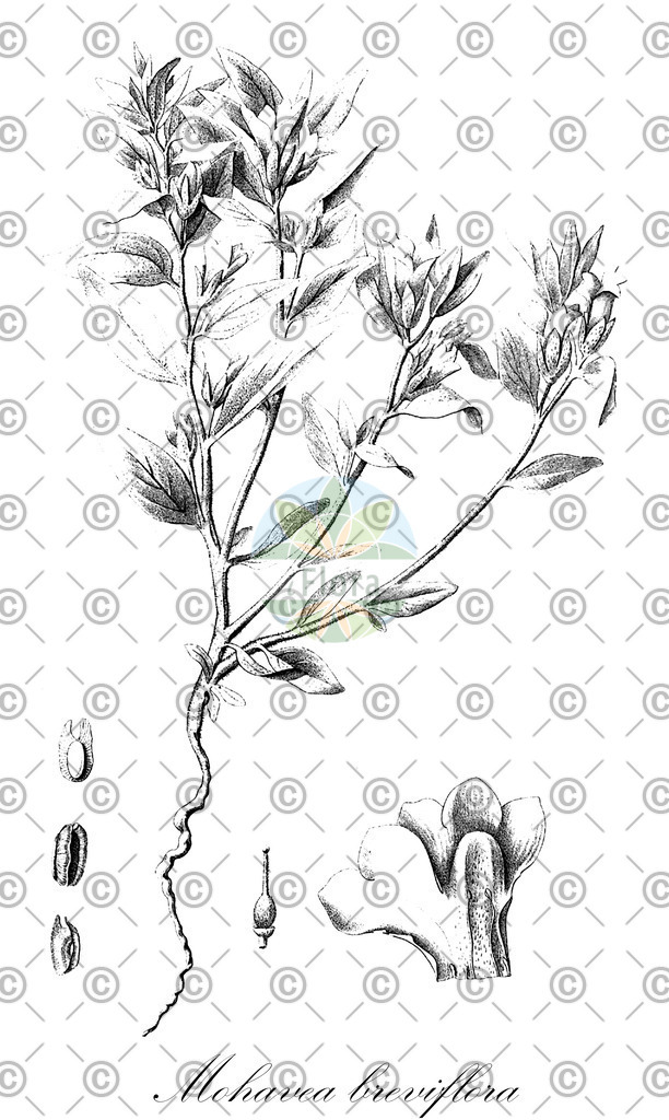 HistAbb_wfo-0001187813_1_ENZY_Simple | Historische Abbildung von Mohavea breviflora - Plantaginaceae | Historical Illustration of Mohavea breviflora - Plantaginaceae