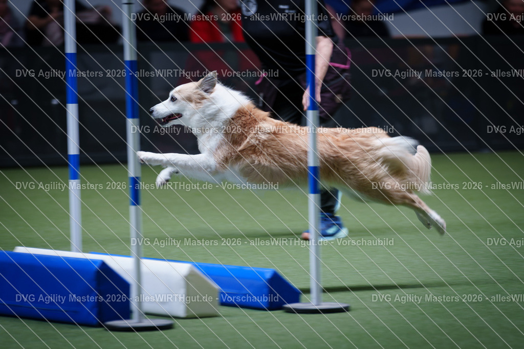allesWIRTHgut_Tierfotografie-DVG_Agility_Masters_2026-12_36-7R502618 | Professionelle Tierfotografie in Mönchengladbach von Daniel Wirth (allesWIRTHgut). Liebevolle & natürliche Bilder von Hunden & Katzen für unvergessliche Erinnerungen.