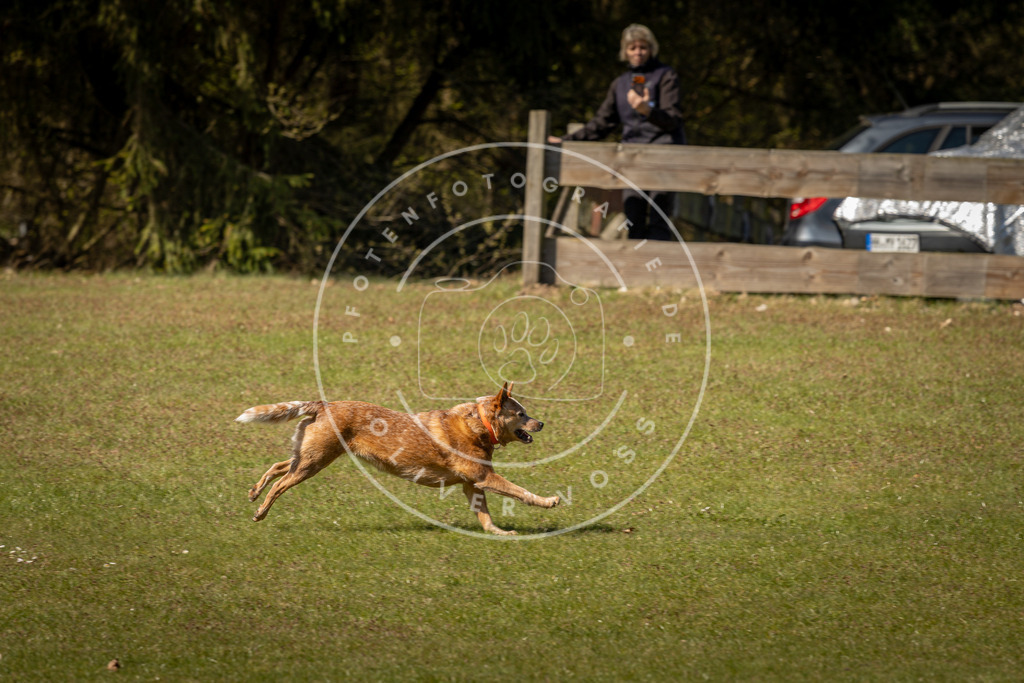 Pfotenfotografie_DV3A0890 | Hundefotografie, Tierfotograf, Pfotenfotografie, Fotoshooting Hund, Hunde Portrait, Hundesport, Hundeportraits, Heideshooting, Hunde, Sportfotograf, Hundefotograf, Turnierhundsport, THS,  - Realisiert mit Pictrs.com