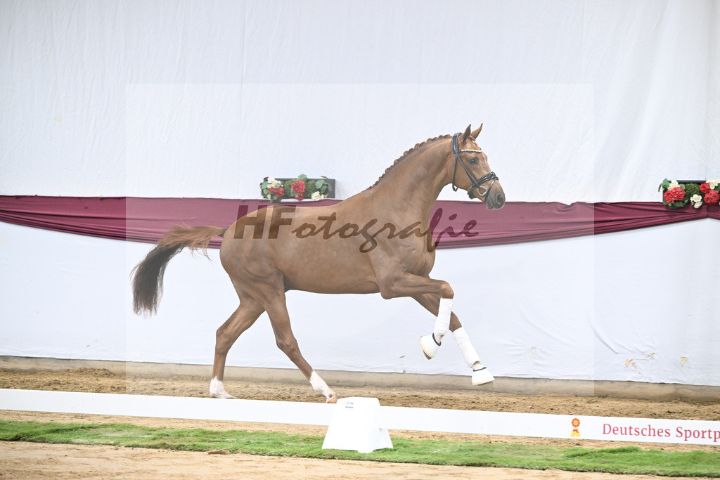 Kat-Nr. 62 Floricello x Zack_MH Pferdezucht u. -sport GmbH_47252379 | hf-fotografie - Realisiert mit Pictrs.com