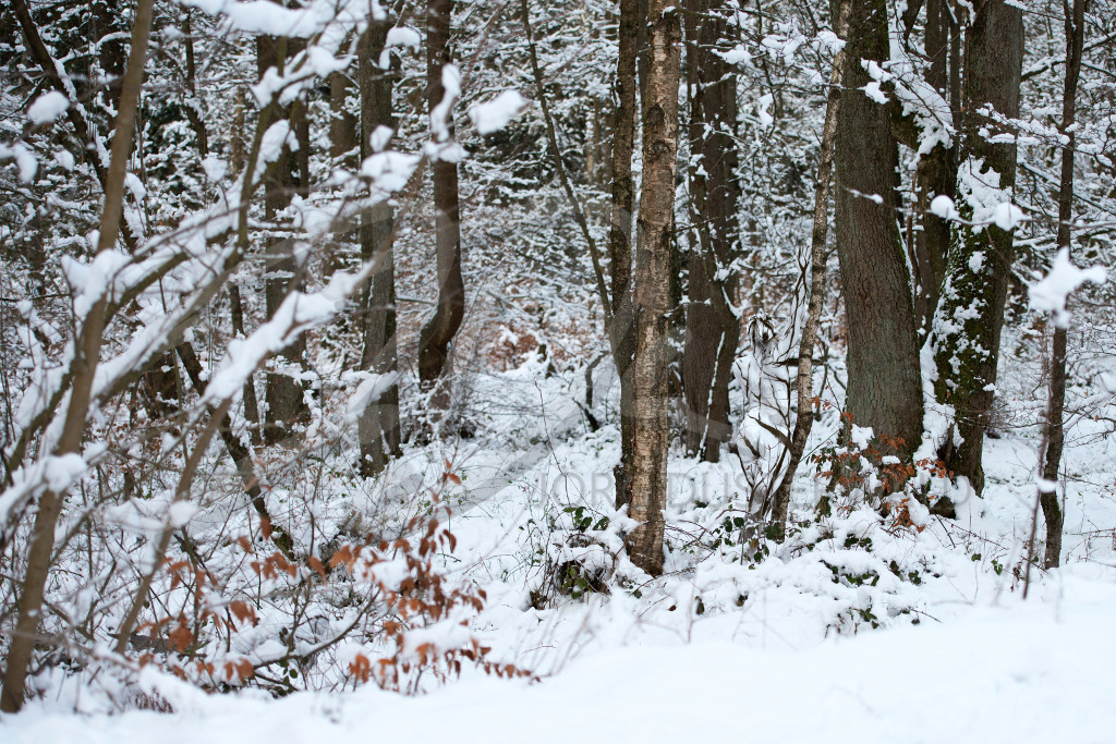 NatureArt-SNOWSOLLING_162418d1 | Sie steht im Schneewald | #004 | Modell: Darky | Foto: Carsten Dauer - Realisiert mit Pictrs.com