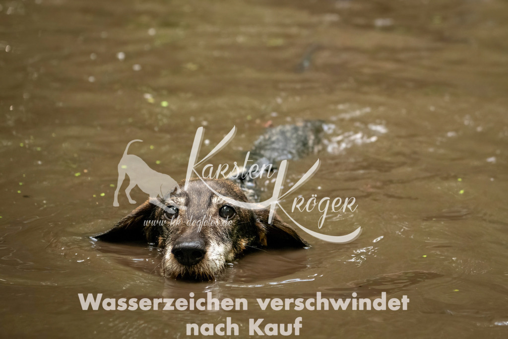 1224_ZZ94548-Bearbeitet | kk-dogfotos