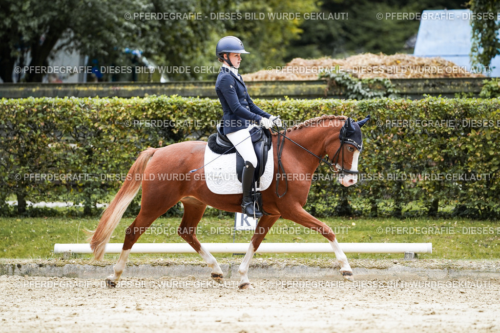 DSC07932 | Pferdegrafie