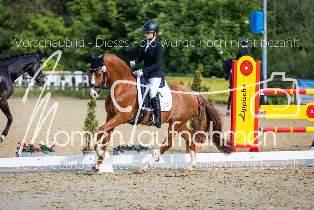 Donop24-A-Dre-085 | MomenTaufnahmen Pferdesportfotos