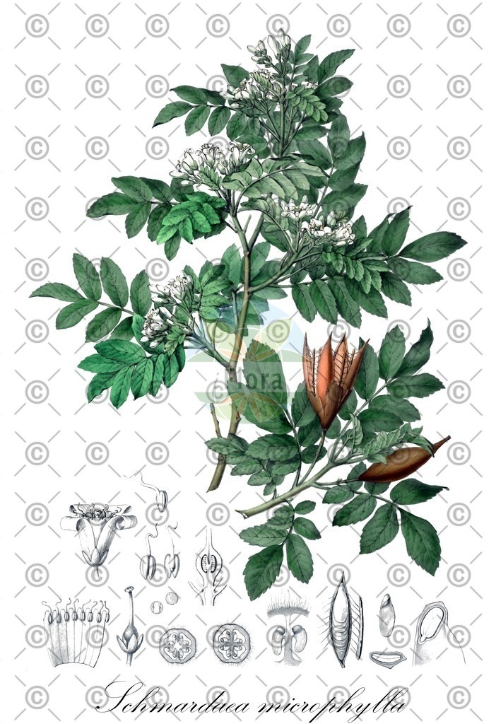HistAbb_wfo-0000166207_1_ENZY_Simple | Historische Abbildung von Schmardaea microphylla - Meliaceae | Historical Illustration of Schmardaea microphylla - Meliaceae