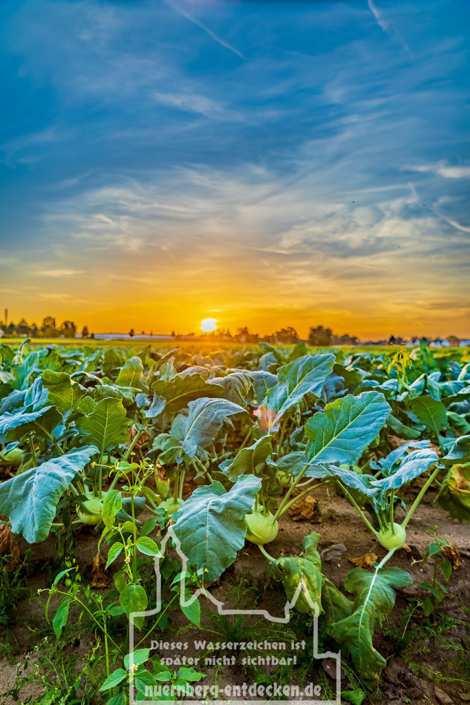 Knoblauchsland Nürnberg-Fürth | Ein Kohlrabifeld im Knoblauchsland Nürnberg/Fürth während eines organgen Sonnenuntergang. Das Knoblauchsland ist bekannt für seine stadtnahen Gemüseanbau und die Versorgung der Region mit frischen Gemüse. - Realisiert mit Pictrs.com