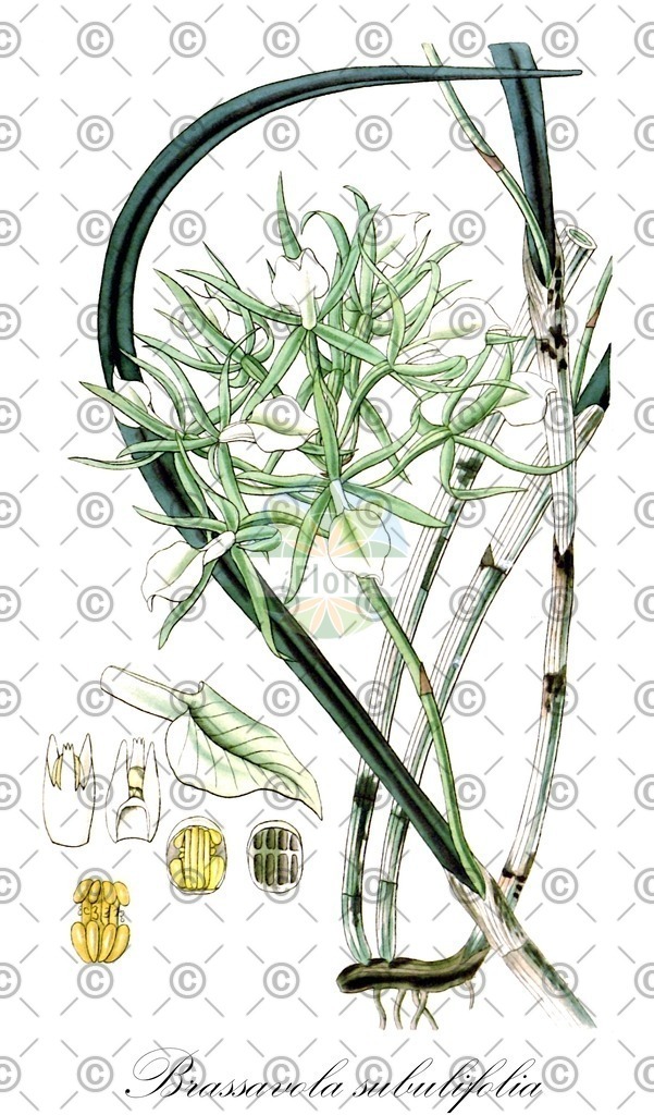 HistAbb_wfo-0000923045_1_ENZY_Simple | Historische Abbildung von Brassavola subulifolia - Orchidaceae | Historical Illustration of Brassavola subulifolia - Orchidaceae
