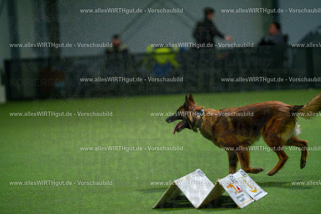 7R500959 | Professionelle Tierfotografie in Mönchengladbach von Daniel Wirth (allesWIRTHgut). Liebevolle & natürliche Bilder von Hunden & Katzen für unvergessliche Erinnerungen.