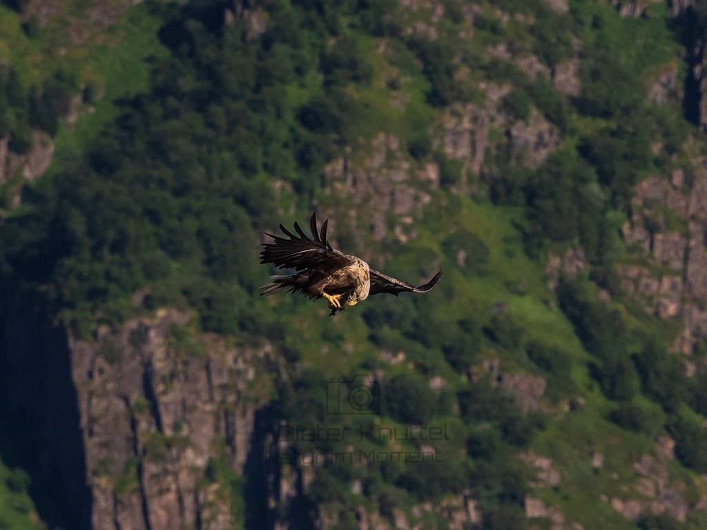 P1001682-LR-topaz-enhance | Natur im Moment - Realisiert mit Pictrs.com