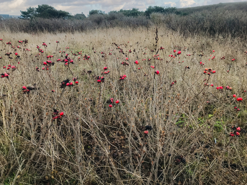 IMG_4691 | AHORN PHOTOGRAPHY - Realizzato con Pictrs.com