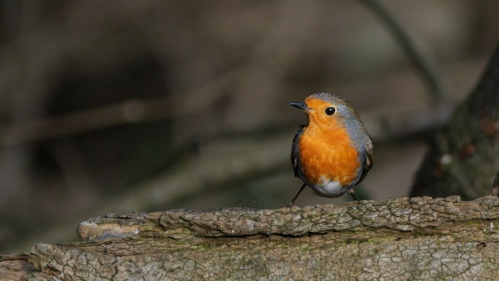 P1003295-Bearbeitet-2024-LR | Natur im Moment - Realisiert mit Pictrs.com