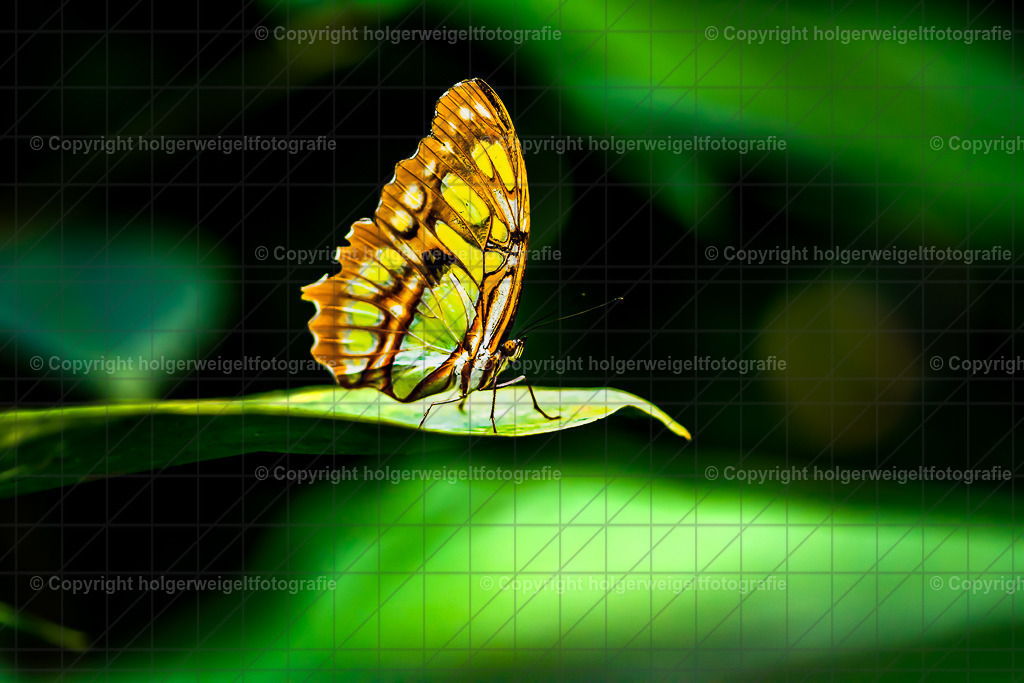 20220528135103D75_3759 | Kaufen sie online außergewöhnliche Fotografien auf Leinwand Acrylglas Fotoprint Aludibond von holgerweigeltfotografie - Realisiert mit Pictrs.com