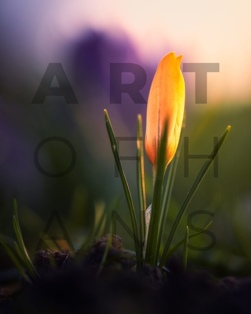 Ein Hans Fineart Original | Entdecke die Kunst von Hans Fineart - Fotografien für dein Zuhause. Verwandle deine Wände mit einzigartigen Kunstwerken und bringe die Schönheit der Welt in dein Leben. Bestelle jetzt und schaffe einen Ort der Inspiration und Eleganz.