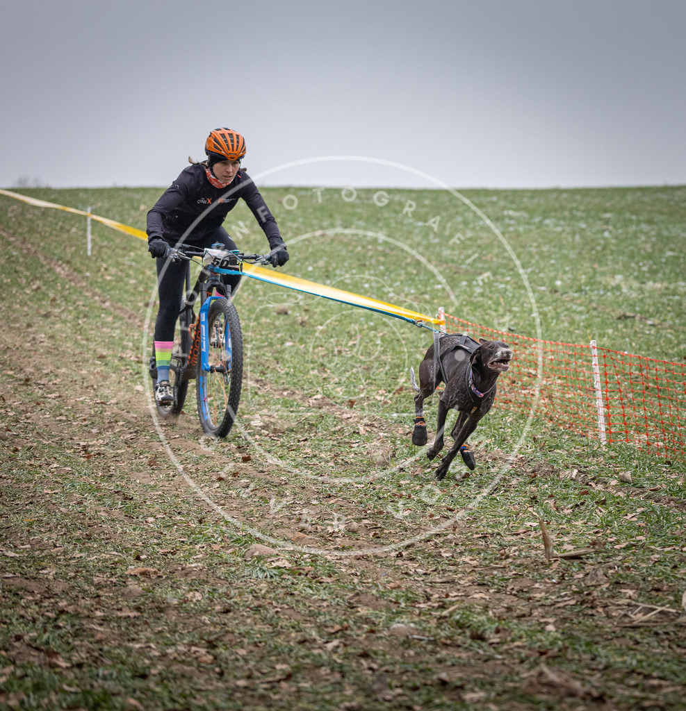 Pfotenfotografie_DV3A1041 | Hundefotografie, Tierfotograf, Pfotenfotografie, Fotoshooting Hund, Hunde Portrait, Hundesport, Hundeportraits, Heideshooting, Hunde, Sportfotograf, Hundefotograf, Turnierhundsport, THS,  - Realisiert mit Pictrs.com