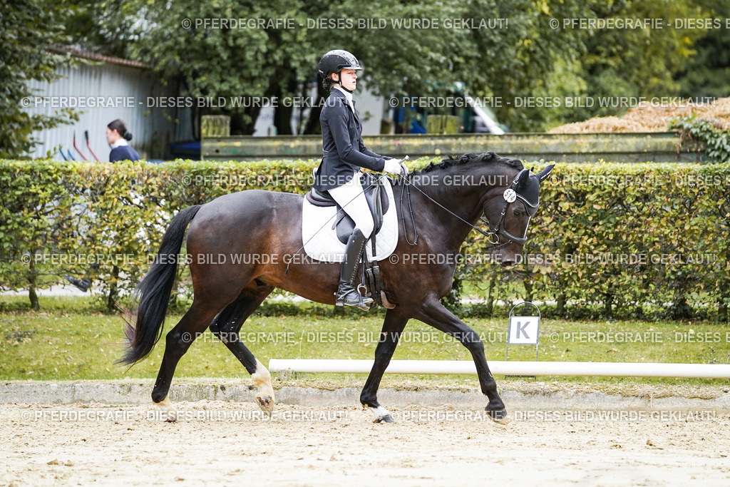 DSC07678 | Pferdegrafie