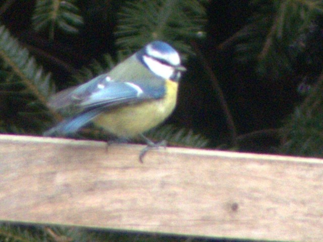 Blaumeise2 | Verkauf von Fotos und  Videoclips zumThema Natur.Motive sind Pflanzen, Tiere, Landschaftenund Wetter - Realisiert mit Pictrs.com