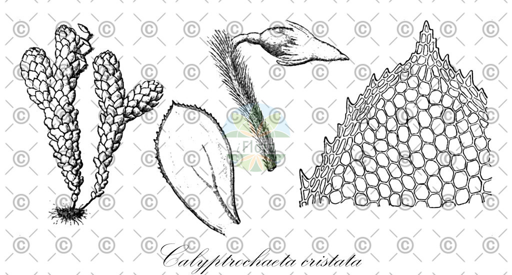 HistAbb_wfo-0000788325_1_ENZY_Simple | Historische Abbildung von Calyptrochaeta cristata - Daltoniaceae | Historical Illustration of Calyptrochaeta cristata - Daltoniaceae